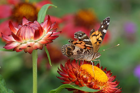 fleurs, papillon, macro, insecte, nature, papillon - insecte, fleur