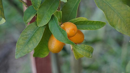 kumquat, cumquats, oransje gnathostoma spinigerum, oransje, gul