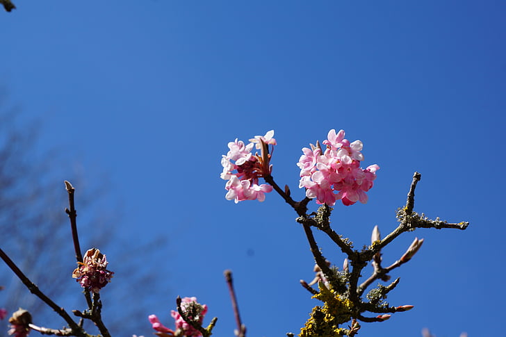 õitses, kevadel, puu, Makro