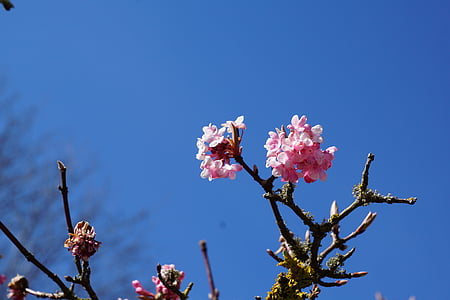 blühte, Frühling, Baum, Makro