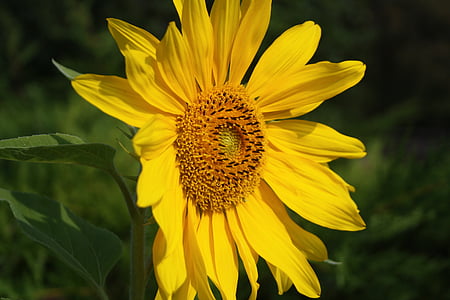 flor del sol, flor, floración, amarillo, verano, flor, planta