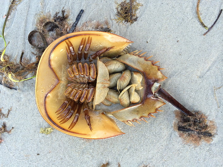 horseshoe crab, crab, beach, sand, nature, seaweed, shell