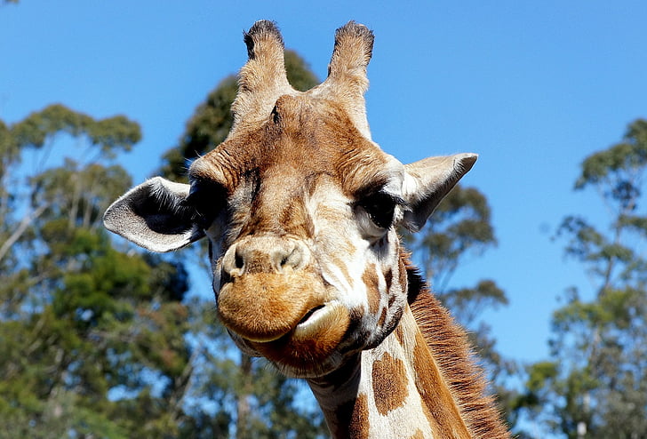 giraffa, Ritratto, testa, viso, mammifero, bocca, orecchie
