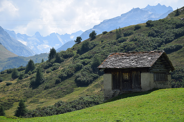 Alm, gorskih, Alp