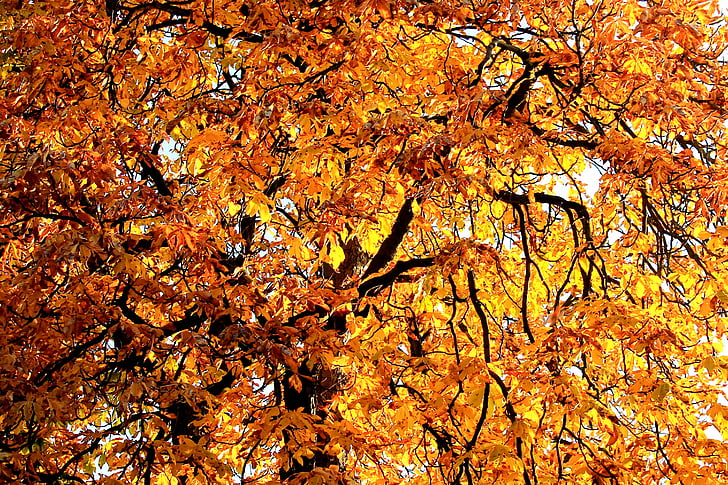 foglie, albero, rami, autunno, colore di caduta, d'oro, castagno