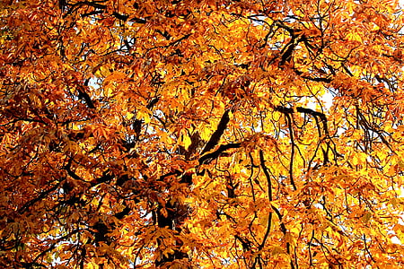 listy, strom, pobočky, podzim, barevný podzim, zlatý, kaštan