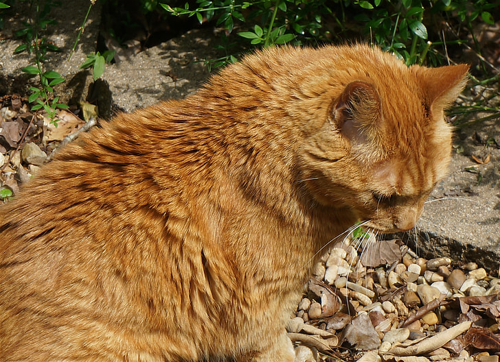 basking orange cat, cat, feline, orange, animal, garden, fur