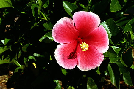 hawaiano, Hawaii, Hibiscus, al aire libre