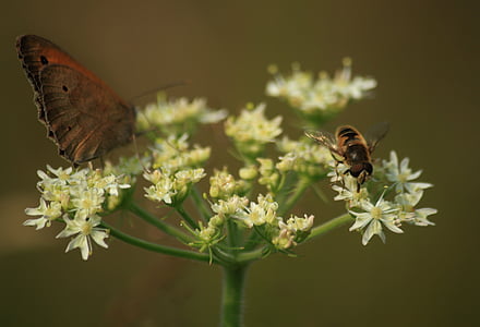 έντομο, φύση, Hoverfly, το καλοκαίρι, μακροεντολή, πεταλούδα, ζώο