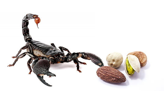 lieskové orechy, Škorpión, jedlo, nebezpečenstvo, orechy, pistácie, arašidy