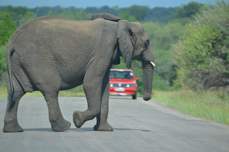 olifant, Zuid-Afrika, Kruger, instandhouding, kofferbak, bedreigde, Traffic jam