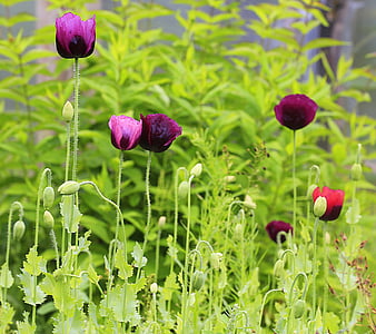 Maki, Magonīt purpursarkans, ziedi, dārza, puķu dārzs, vasaras, daba