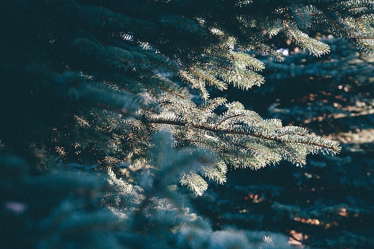 pines, frozen, snow, frost, sunlight, morning, outdoors
