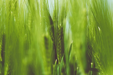 Close-up, grano, hierba, verde, macro, naturaleza, trigo
