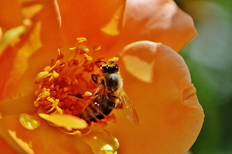 Bite, puķe, slējās, oranža, dzeltena, aizveriet, putekšņu