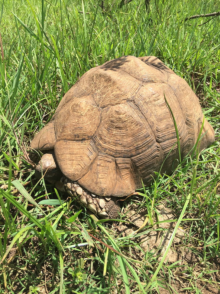 kenya, tortoise, old, africa, animal, reptile