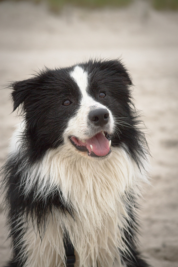 anjing, Pantai, musim panas, anjing gembala Inggris, hitam dan putih, potret, matahari