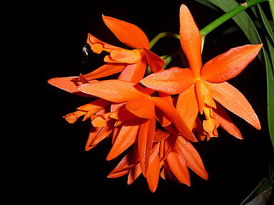 Orchid, fleur, moustique, orange, laeliocattleya truc ou traiter, Cattleya., Des bonbons ou des bâtons