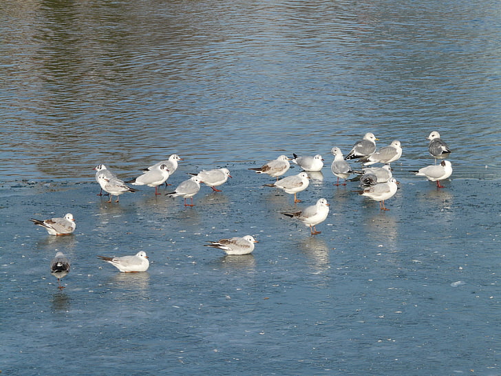чайки, птицы, Waser, Животные, сдвинуть вместе, плавать, лед