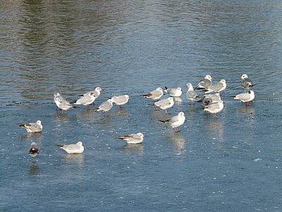 burung camar, burung, waser, hewan, bersama-sama, berenang, es