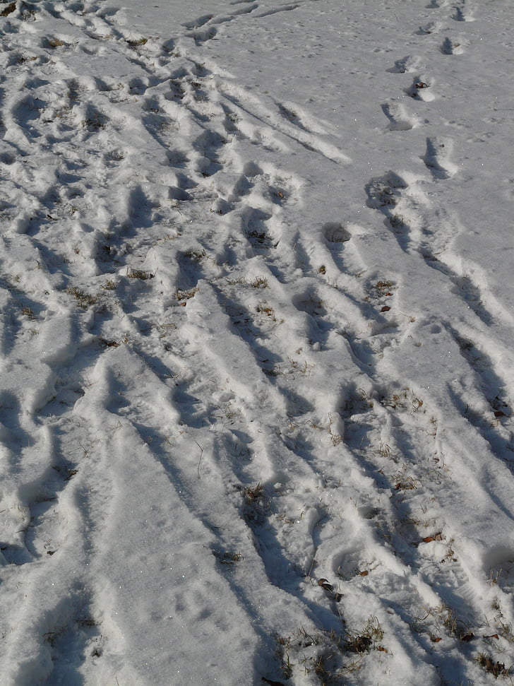 dấu vết, tuyết, wintry, tuyết lane, dấu chân, tái bản