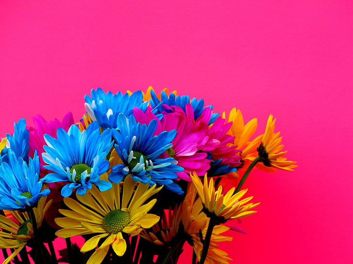 margaritas, cores, flores