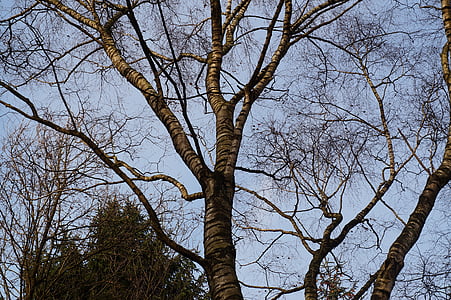träd, Kahl, Tribe, Logga in, estetiska, grenar, början av vintern
