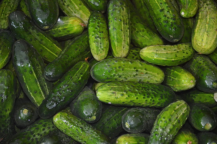 cucumbers, vegetables, food, water, ensiling cucumbers, green, the cultivation of