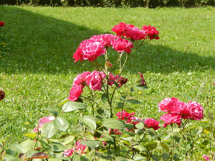 자연, 장미, 꽃, rosebush, 꽃