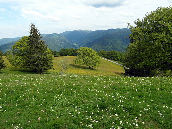 flower meadow, sommer, sommer eng, blomster, træ, ENG, Schwarzwald