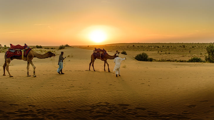 έρημο, Άμμος, καμήλα, ευρεία, Ήλιος, άμμο αμμόλοφος, καμήλες