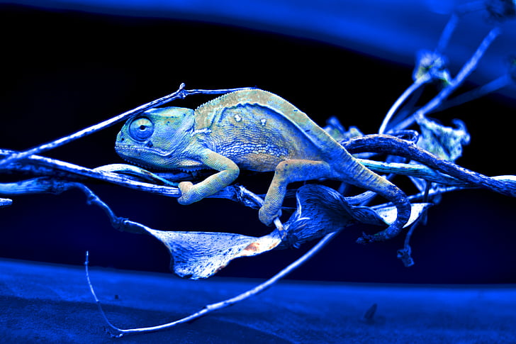 zvíře, Wild, Příroda