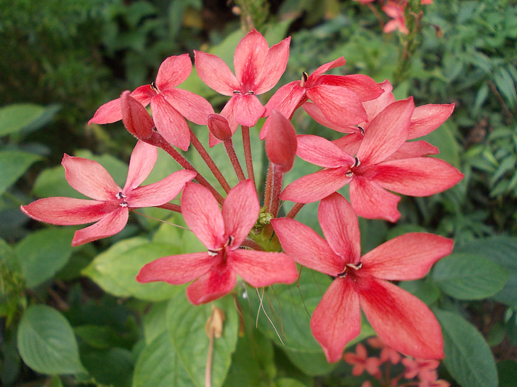 blommor, Peradeniya, Ceylon, vilda blommor, blommig, växter, naturliga