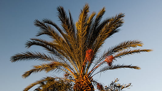 albero di Palma, giardino, Tropical, natura