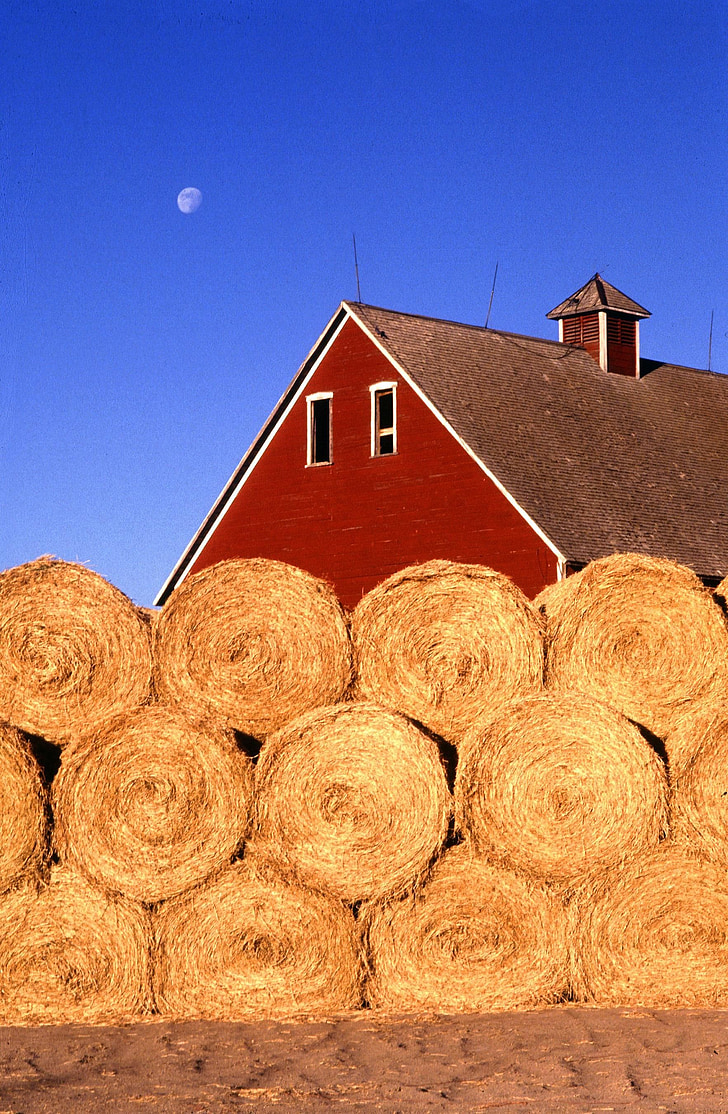 hay bales, farm, hay, countryside, summer, dry, warm