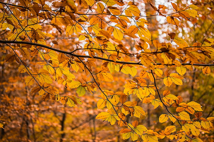 estetické, bukových větví, pobočky, listy, Příroda, podzim, Les