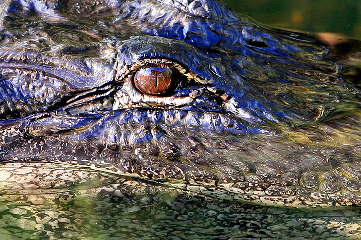 алигатор око, главата, дива природа, природата, влечуги, Хищникът, профил