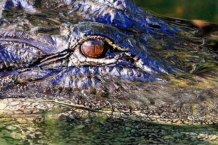 Alligator øye, hodet, dyreliv, natur, Reptile, rovdyr, profil