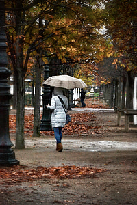 upadek, Park, drzewa, pozostawia, parasol, deszcz, wiatr