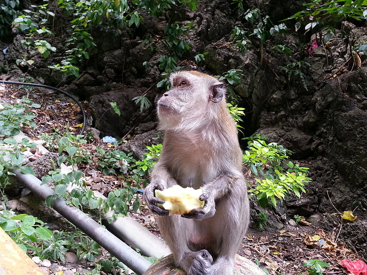 opice, Jablko, jídlo, jedno zvíře, žádní lidé, zvířecí přírody, zvířecí motivy