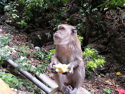 małpa, Jabłko, jedzenie, jedno zwierzę, nie ma ludzi, dzikość, zwierzęce motywy