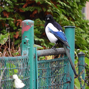 Magpie, burung di kota, burung pada pagar, Pica pica, burung, hewan tema, hewan satwa liar
