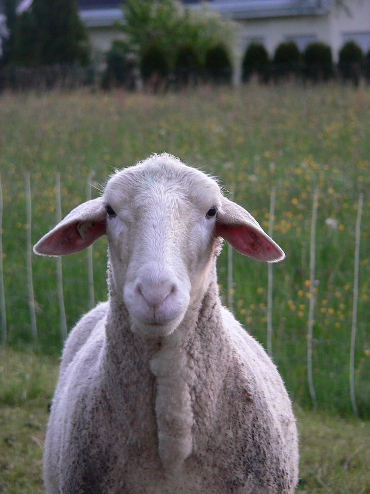πρόβατα, ζώα, φύση, μαλλί, κεφάλι, αγρόκτημα, ζωικό κεφάλαιο