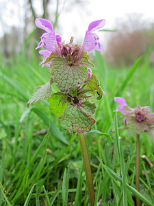 lamium purpureum, merah deadnettle, deadnettle ungu, ungu malaikat, velikdenche, bunga liar, Flora