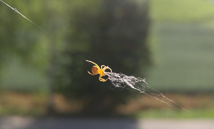 spider, cobweb, window, nature, animal, hunter, catch flies