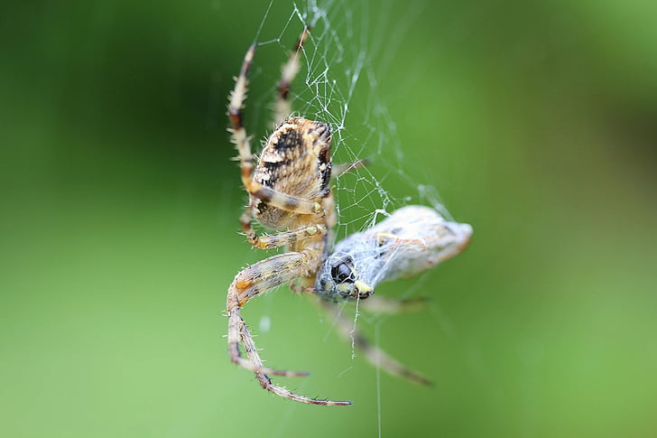 spider, cobweb, true orb weaver, arachnid, animals, animal world, insect