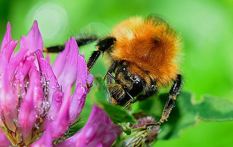 naturaleza, abeja, insectos, néctar de, flor, primavera, polen