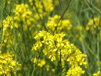 spring, rape blossoms, huang, spring flowers, yellow, nature, agriculture