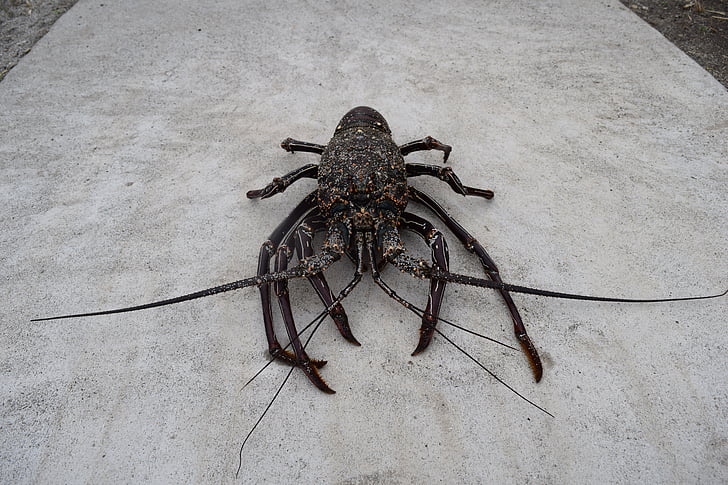 Spiny lobster, động vật giáp xác