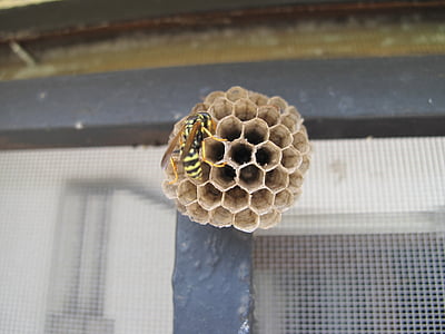 hveps, Honeycomb, honning, natur, makro, vindue, Bee